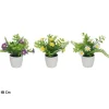 Maceta Margaritas Fern 18cm Surt