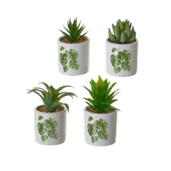 Planta Cactus 14cm