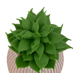 Planta Suculenta Maceta Cemento Ubi 7cm