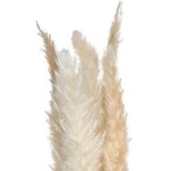 Ramo Pampas Natural 65cm